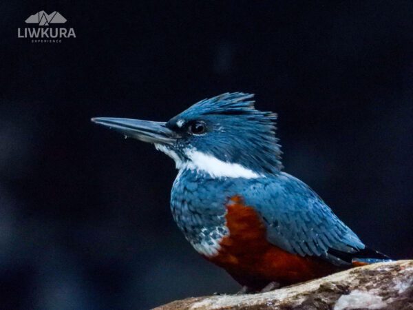 Avistamiento de aves - Imagen 5