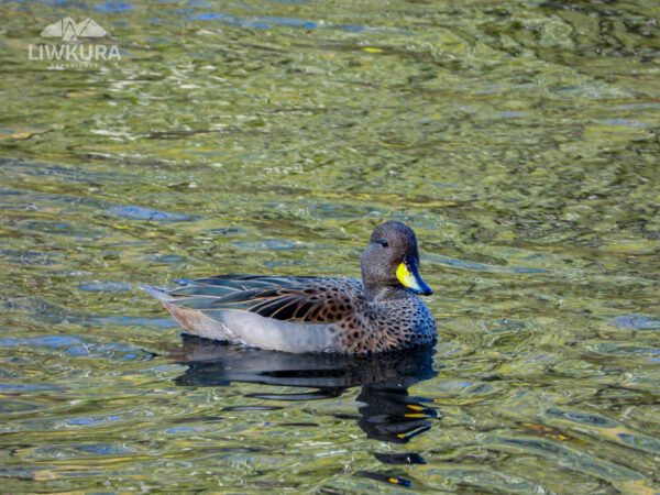 Avistamiento de aves - Imagen 7