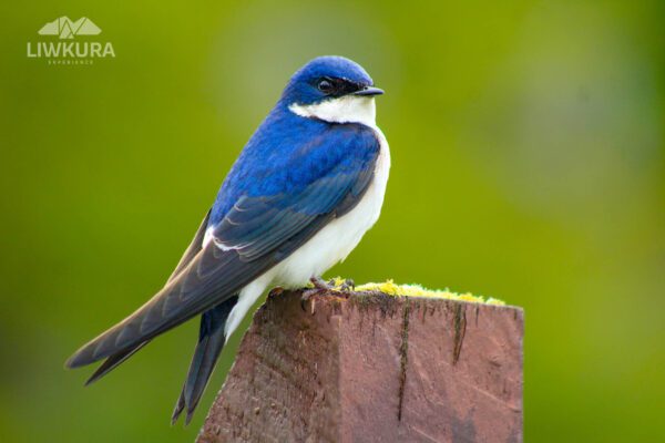 Avistamiento de aves - Imagen 4