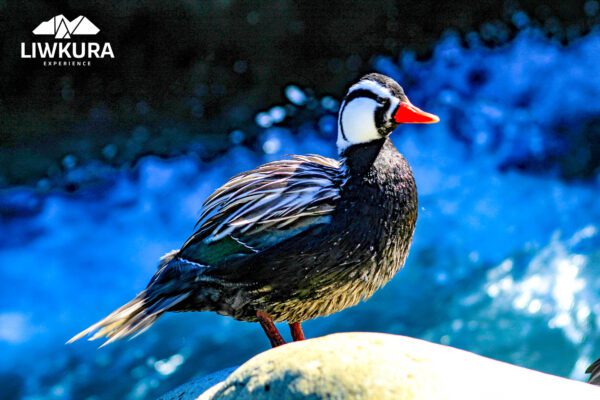 Avistamiento de aves - Imagen 2