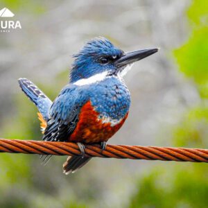 Avistamiento de aves